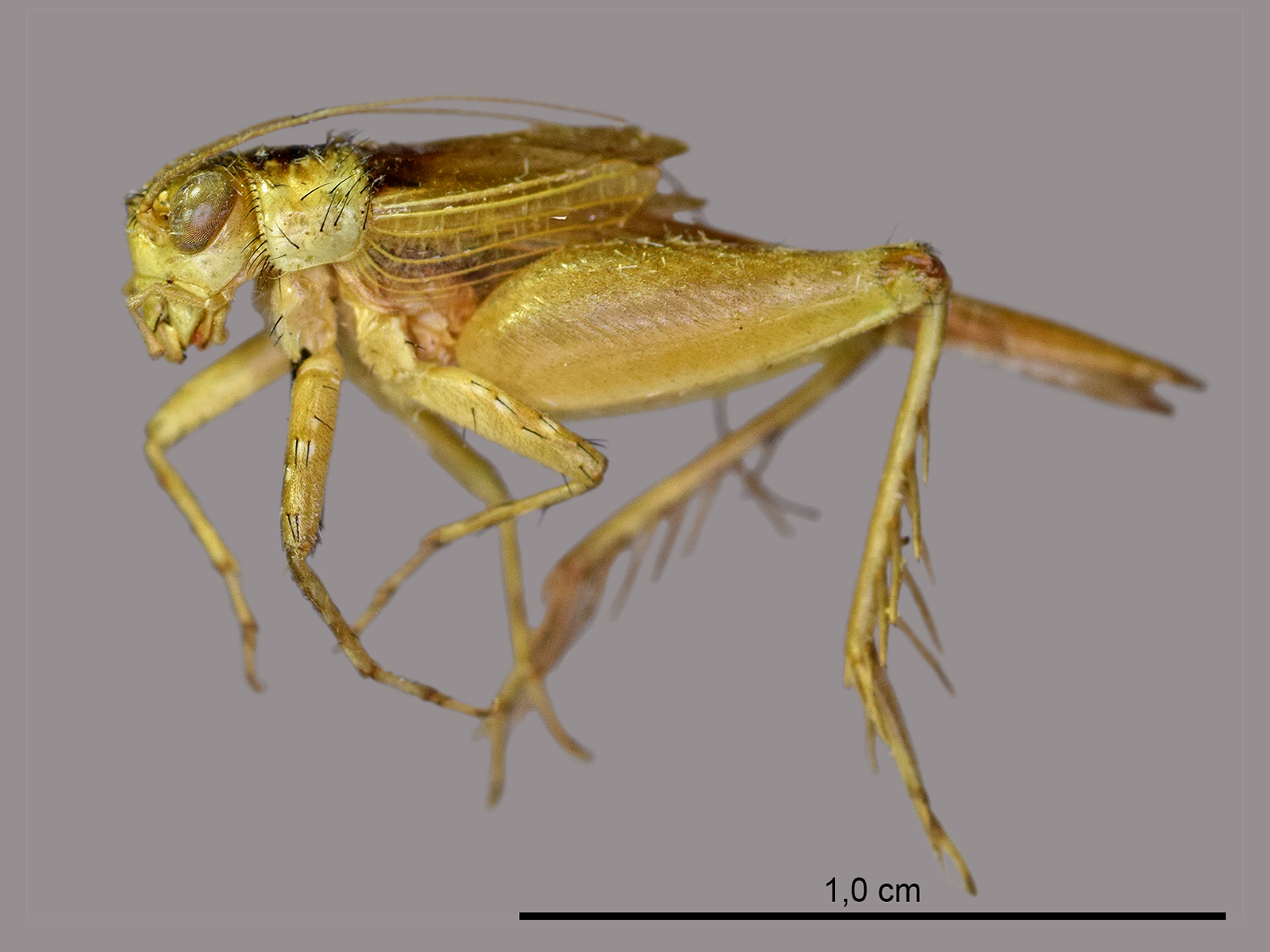 Argizala brasilensis Walker, 1869