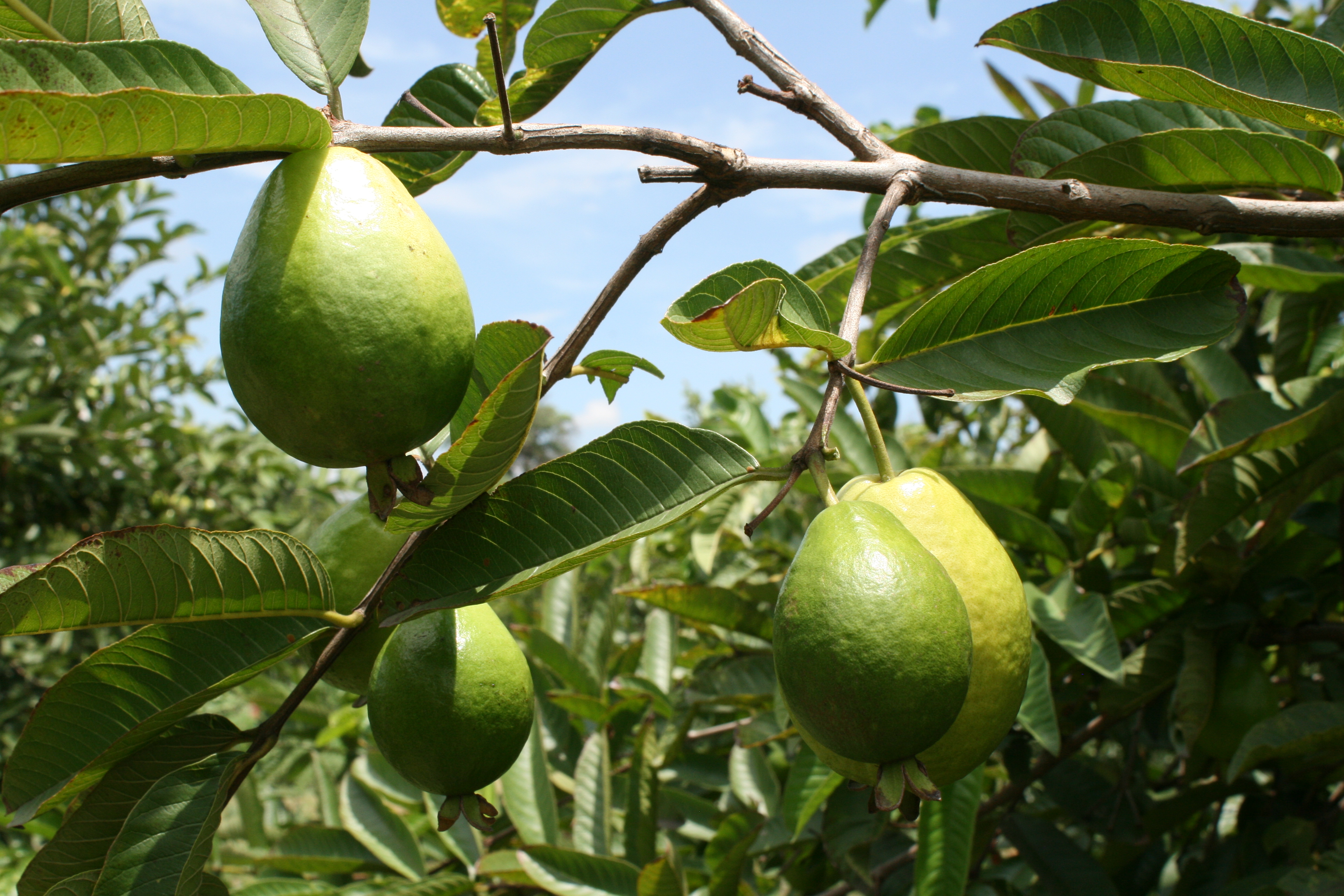 Manejo integrado de los barrenadores de tallo de la guayaba, anillador (Carmenta theobromae) y taladrador (Simplicivalva ampliophilobia).
