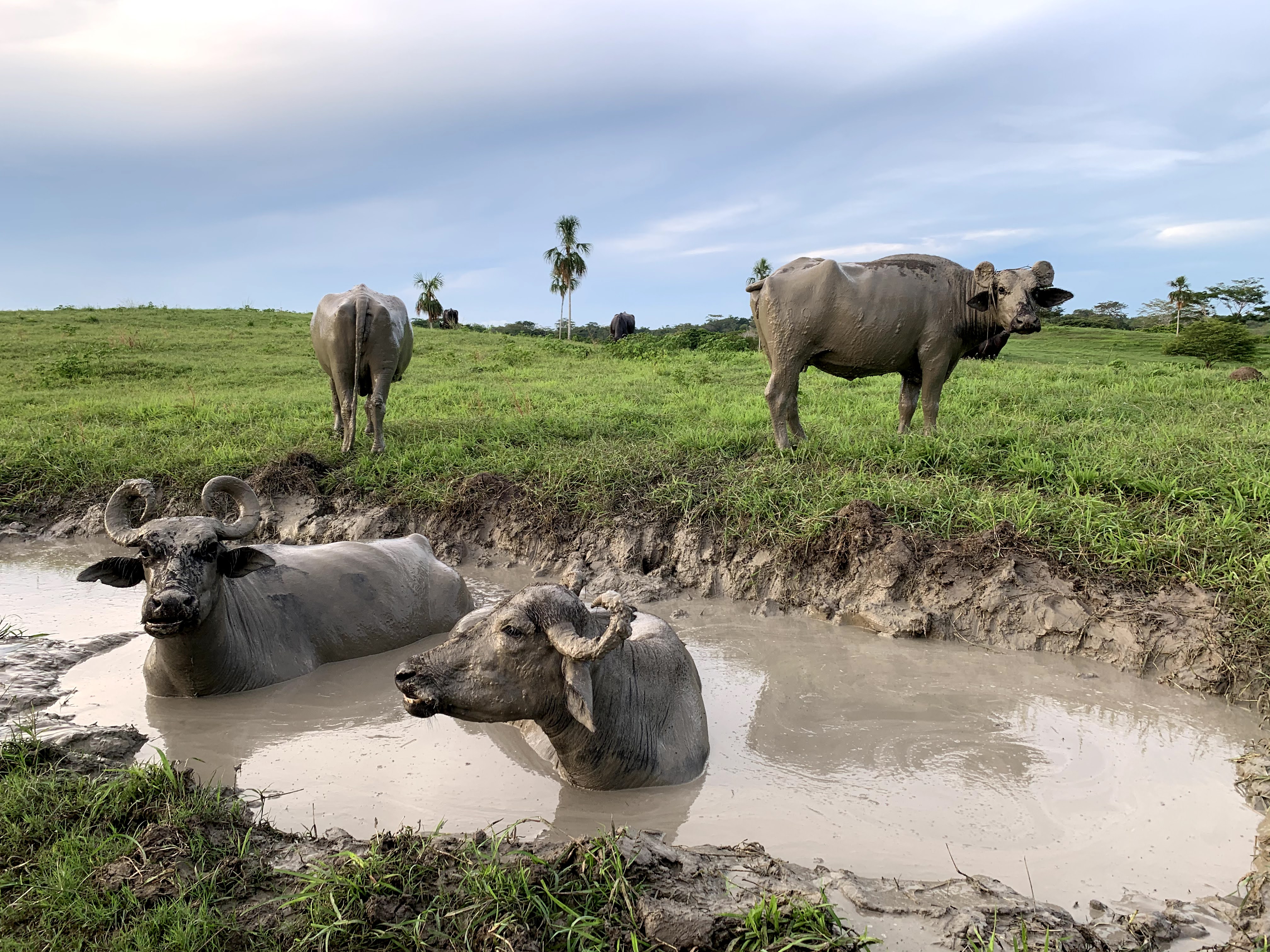 Conoce un poco más sobre el búfalo de agua (Bubalus Bubalis)