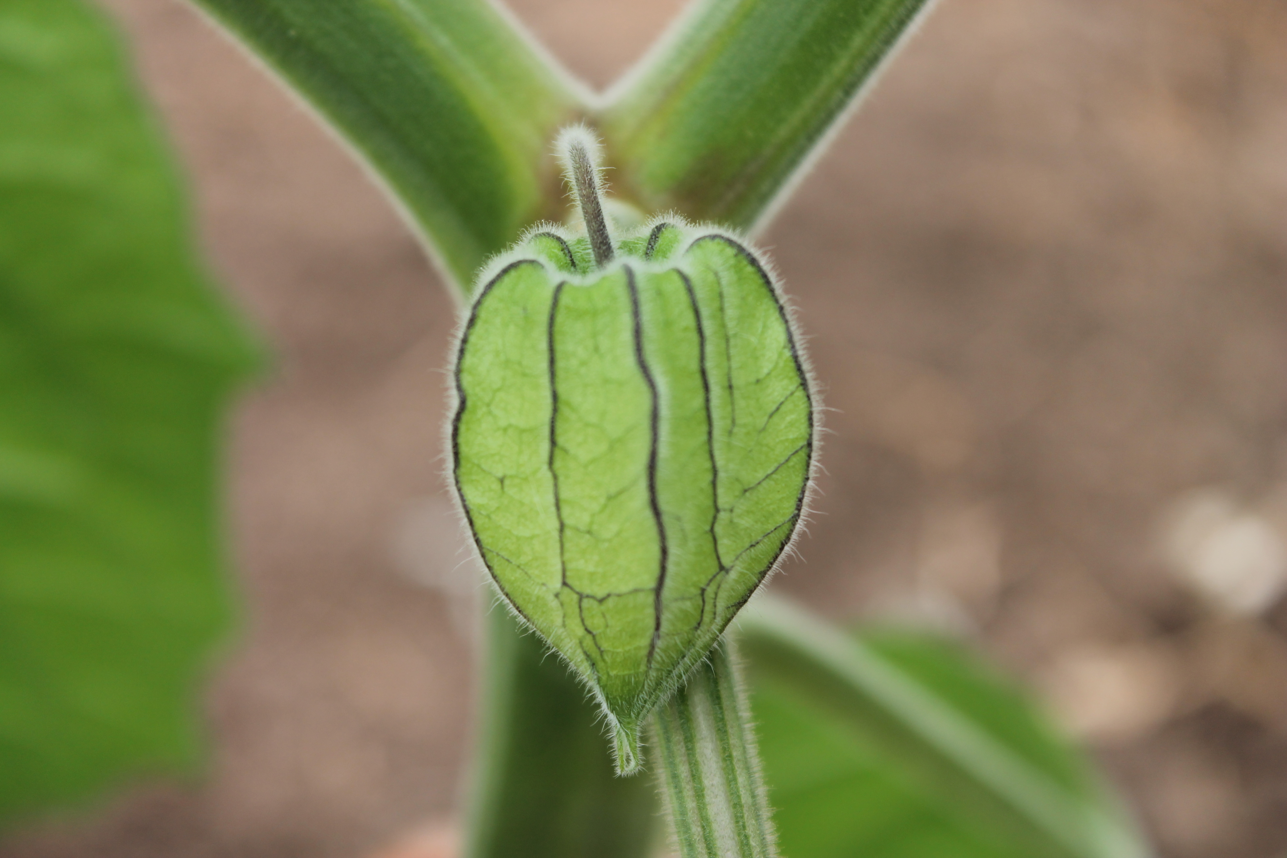 AGROSAVIA comprometida con la conservación genética de la uchuva