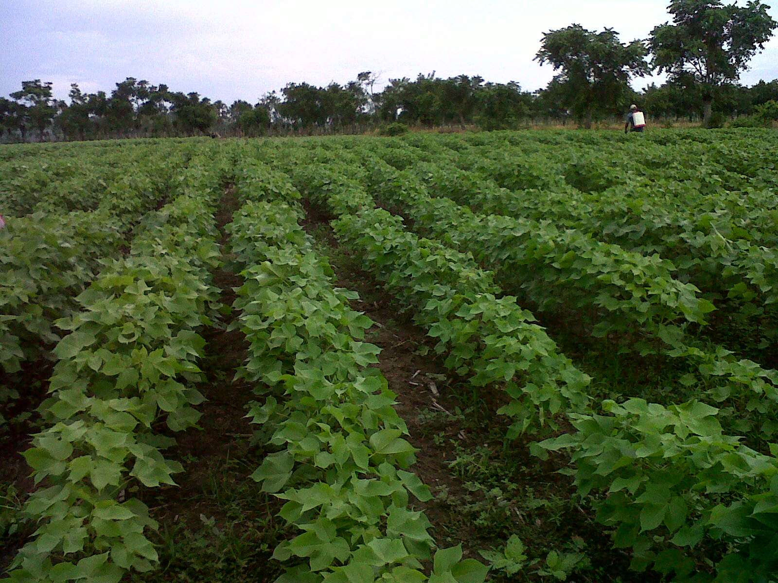 MADR y AGROSAVIA apoyarán con semilla de algodón a productores del Valle del Sinú en el departamento de córdoba