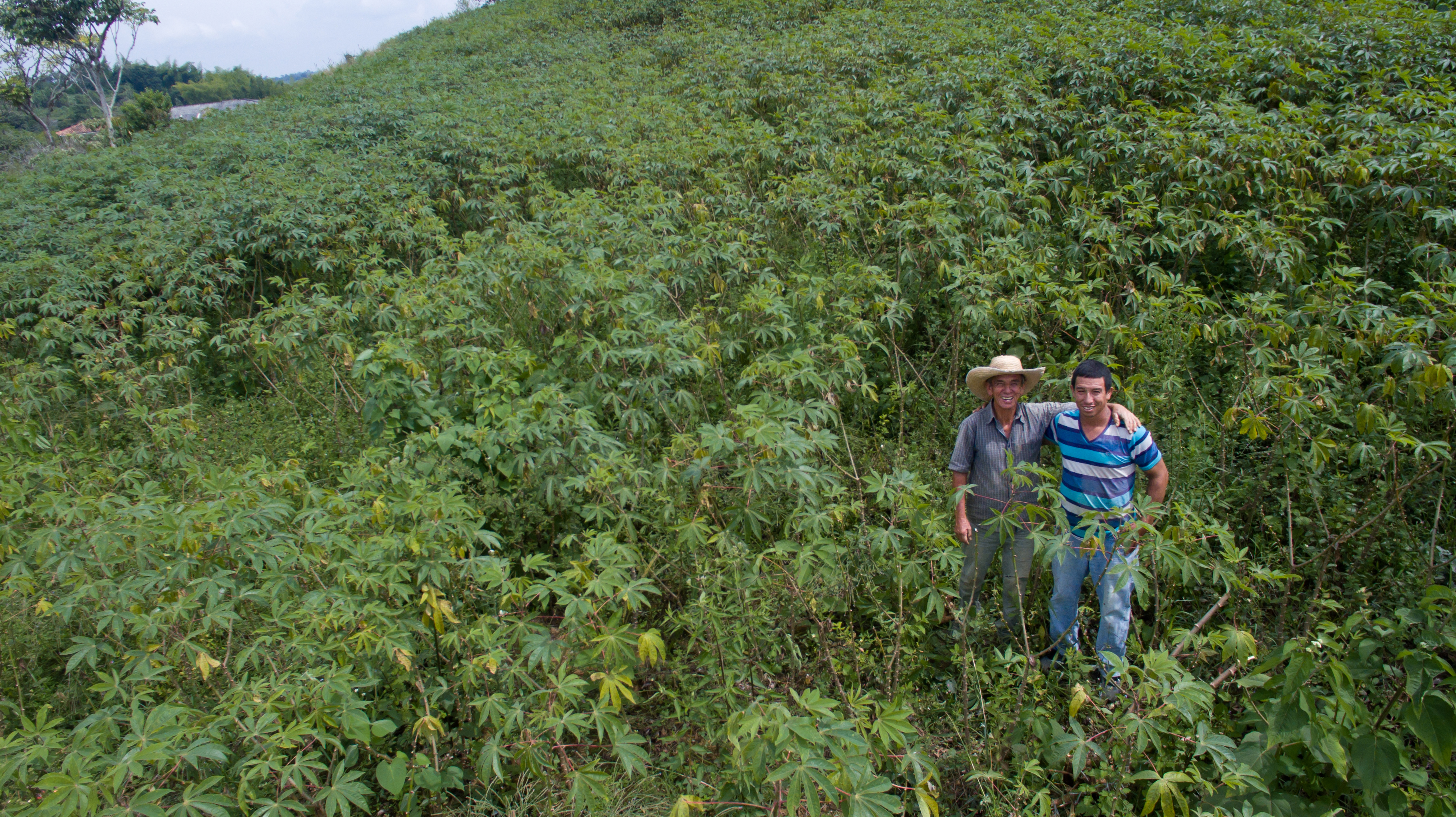 AGROSAVIA entregará semilla de yuca para uso industrial