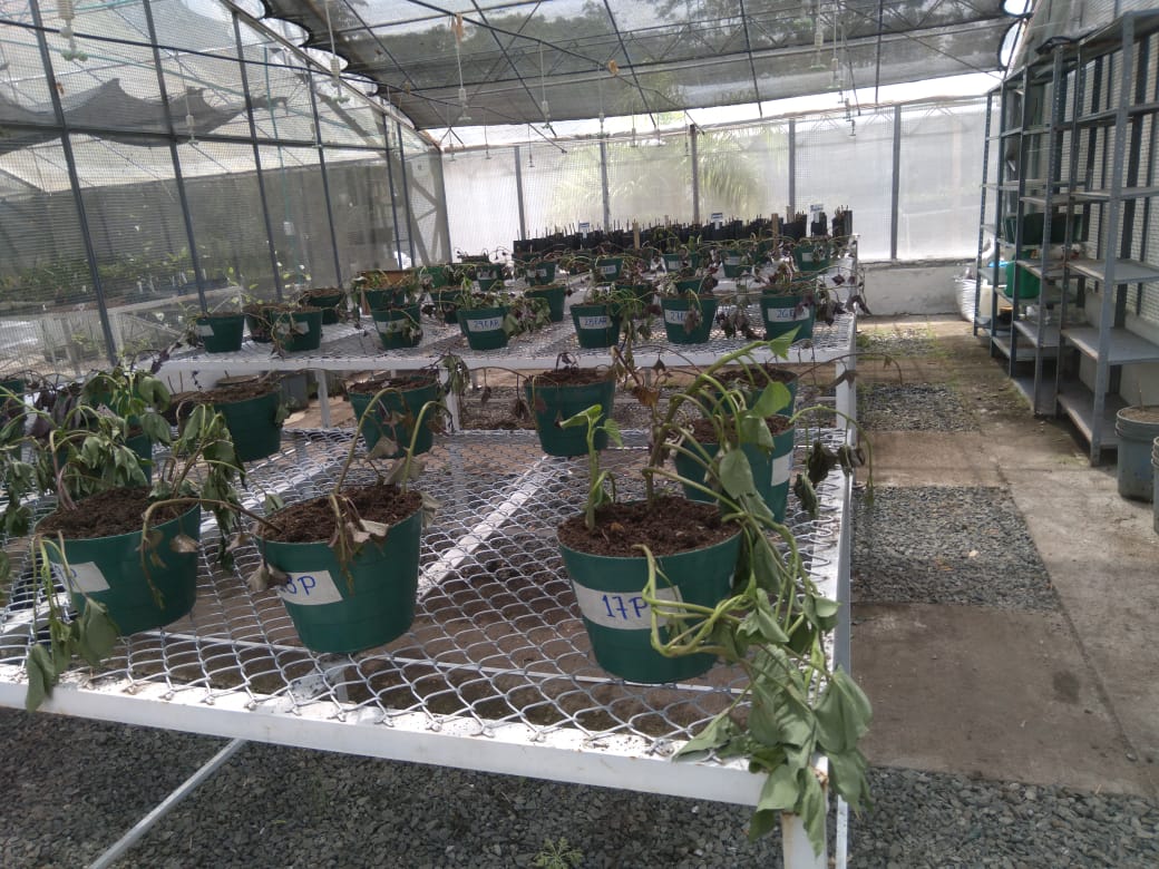 Batatapalmira 01
