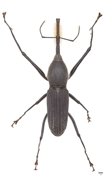 Rhinostomus Barbirostris 616