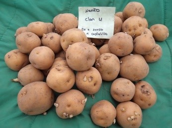 AGROSAVIA ALHAJA, nueva variedad de papa criolla para la zona andina del Departamento de Nariño