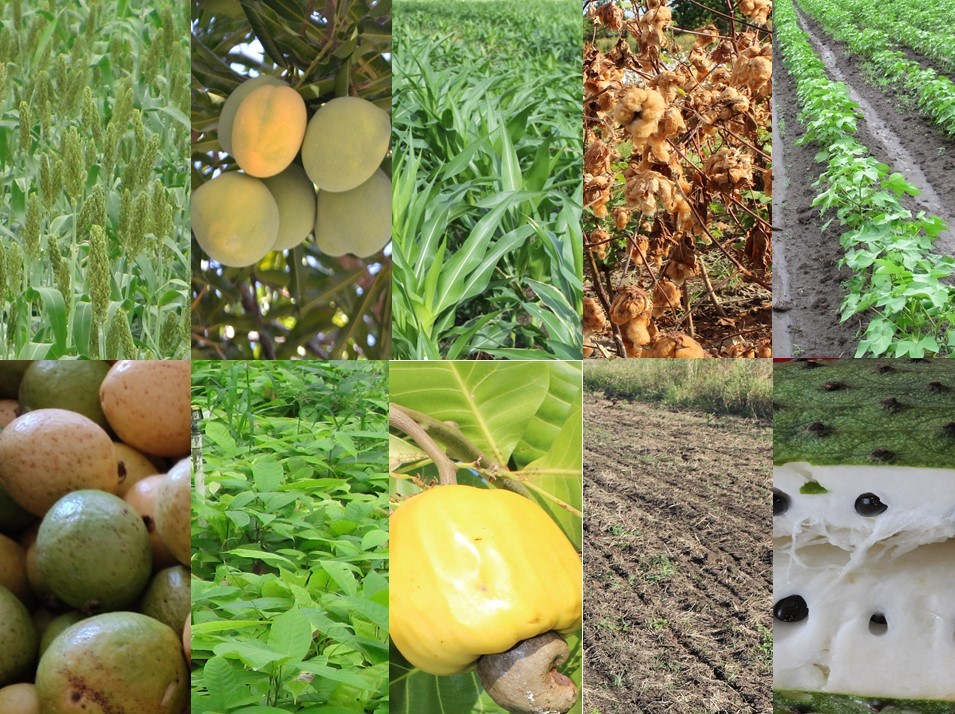 Seminario Internacional sobre fisiología de cultivos en AGROSAVIA