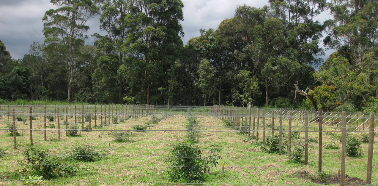 Estudio genético para el futuro del cultivo de mora: cultivo de economía campesina