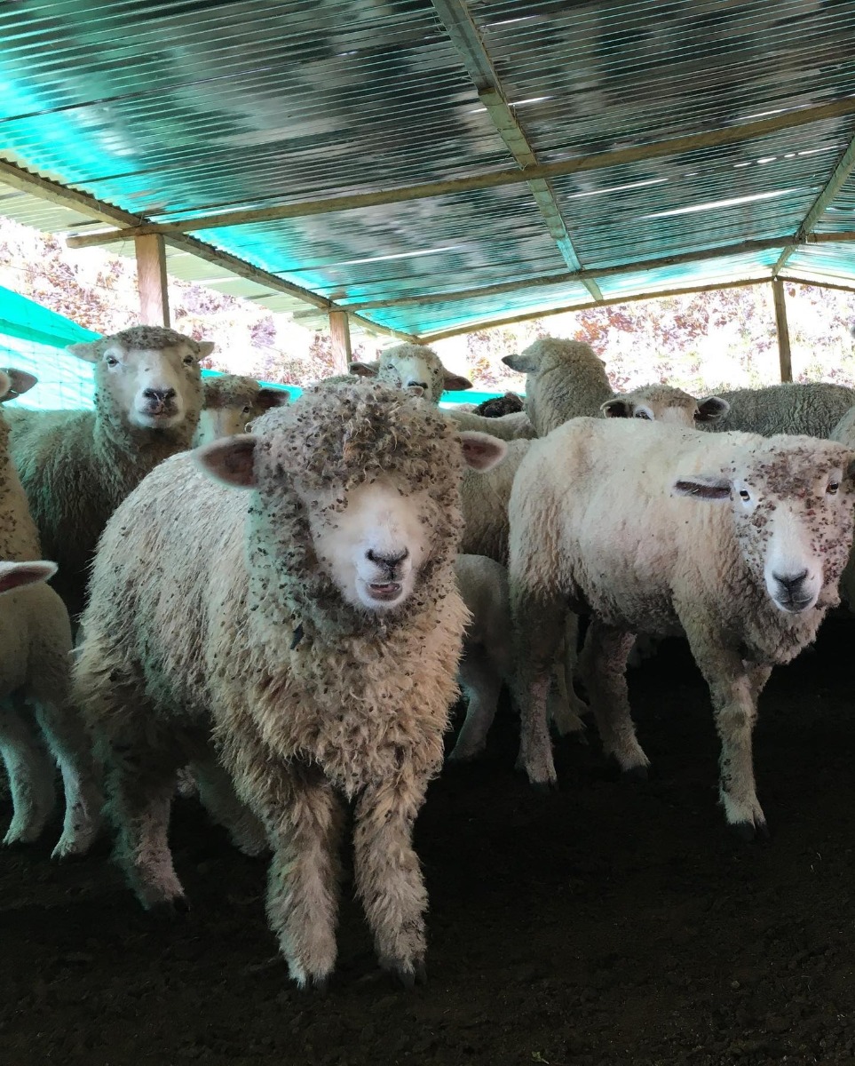 AGROSAVIA y Asoovinos fortalecen el mejoramiento genético de los ovinos