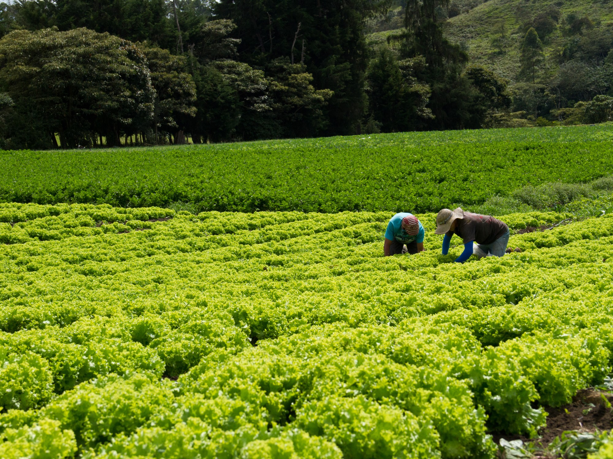 AGROSAVIA entregará Bioplaguicida TRICOTEC para el fortalecimiento de las capacidades productivas de agricultores en Cundinamarca