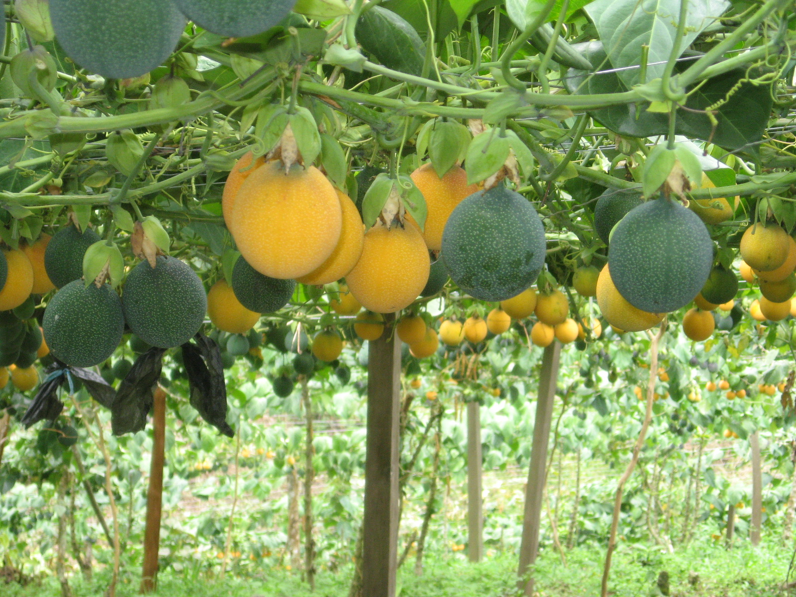 Abierta convocatoria para participar en el programa 
Agro Antioquia Exporta 4.0