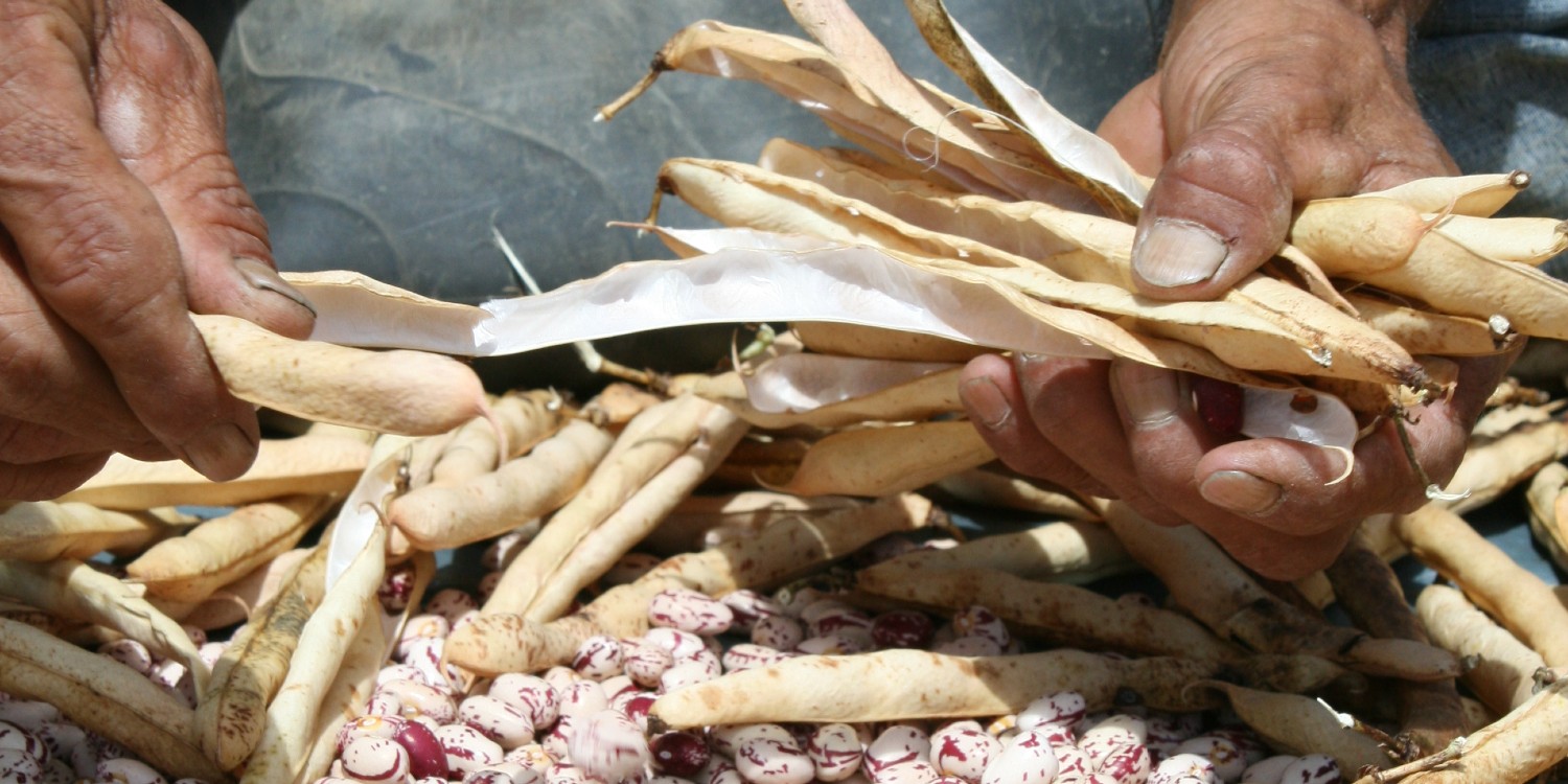 AGROSAVIA Y CIAT buscan un fríjol resistente a altas temperaturas