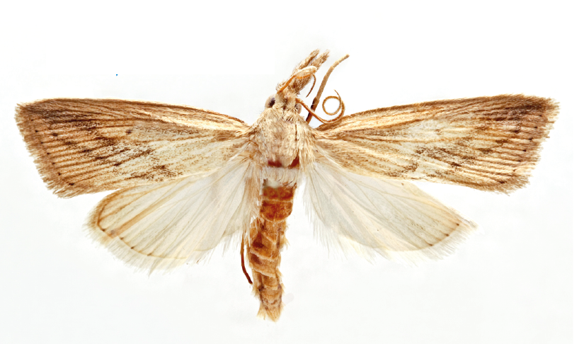 Diatraea Saccharalis