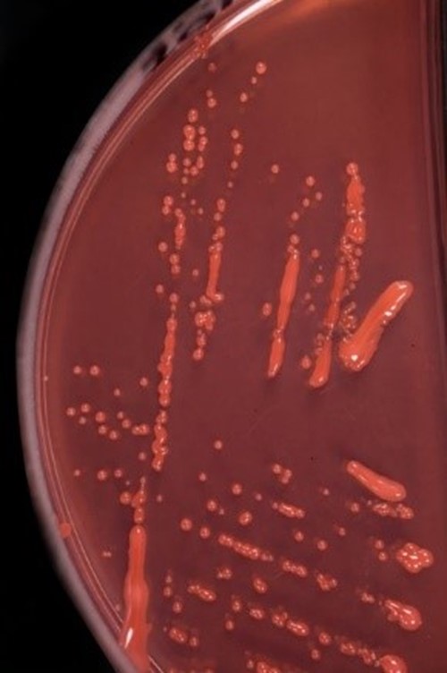 Phyllobacteriaceae