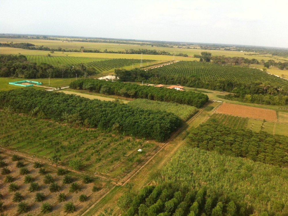 Finalizó exitosamente el convenio AGROSAVIA– Ecopetrol en los Llanos Orientales