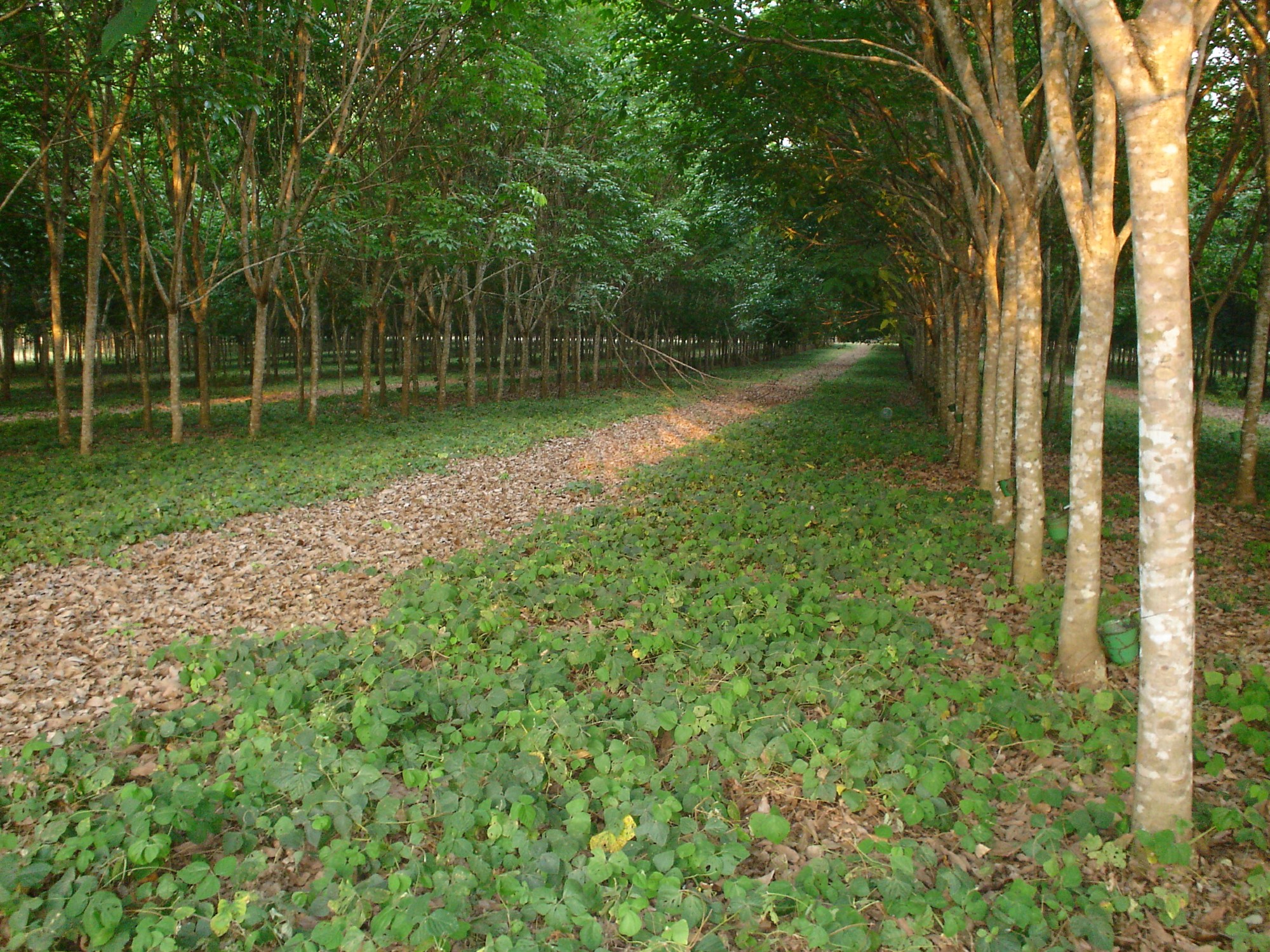 AGROSAVIA ASA AGROSAVIA