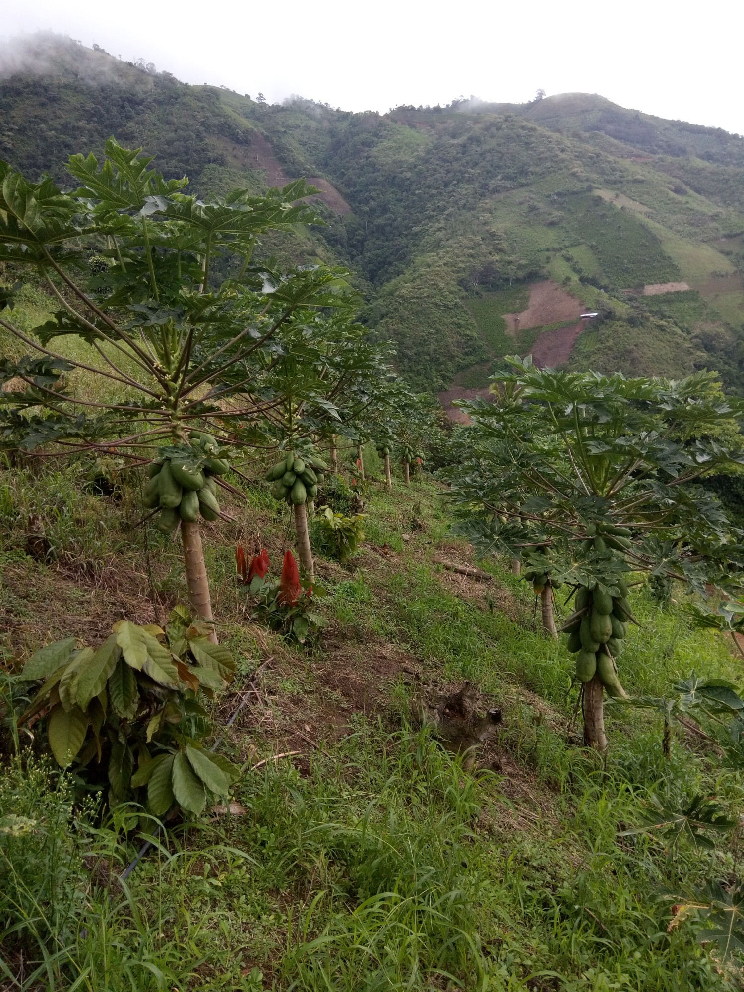 Sistema Agroforestal UDENAR (Vertical) AGROSAVIA