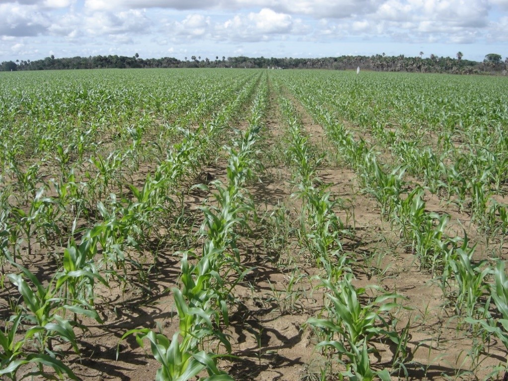 Desarrollo Del Maíz Y Los Pastos A Los 25 Días Después De La Siembra (Altillanura Colombiana)