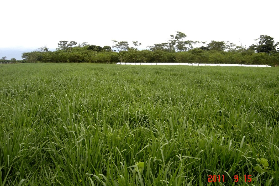 Desarrollo Del Pasto A Los 45 Días Después De La Cosecha Del Miz Para El Ensilaje