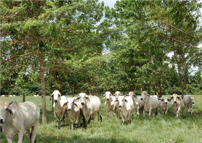 Estrategias de manejo de pastoreo en el Piedemonte llanero para sistemas intensivos de producción de carne