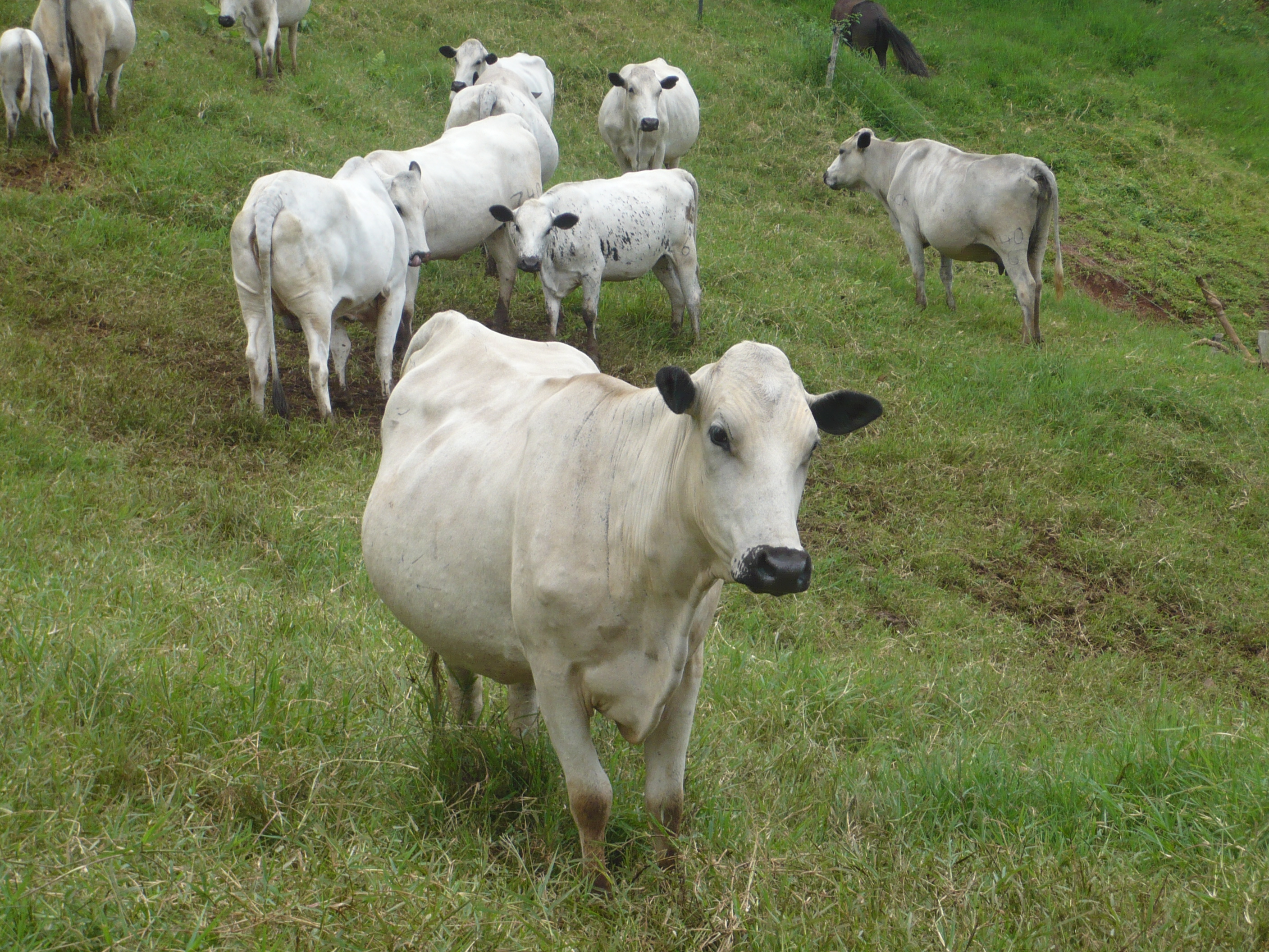 Plataforma de información genómica para animales de la raza Blanco Orejinegro (BON)