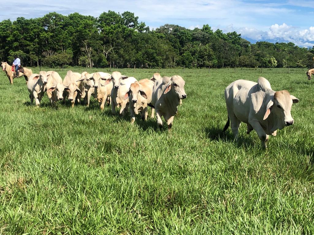 PIG, mejoramiento genético en la cadena bovina de carne en la Orinoquia