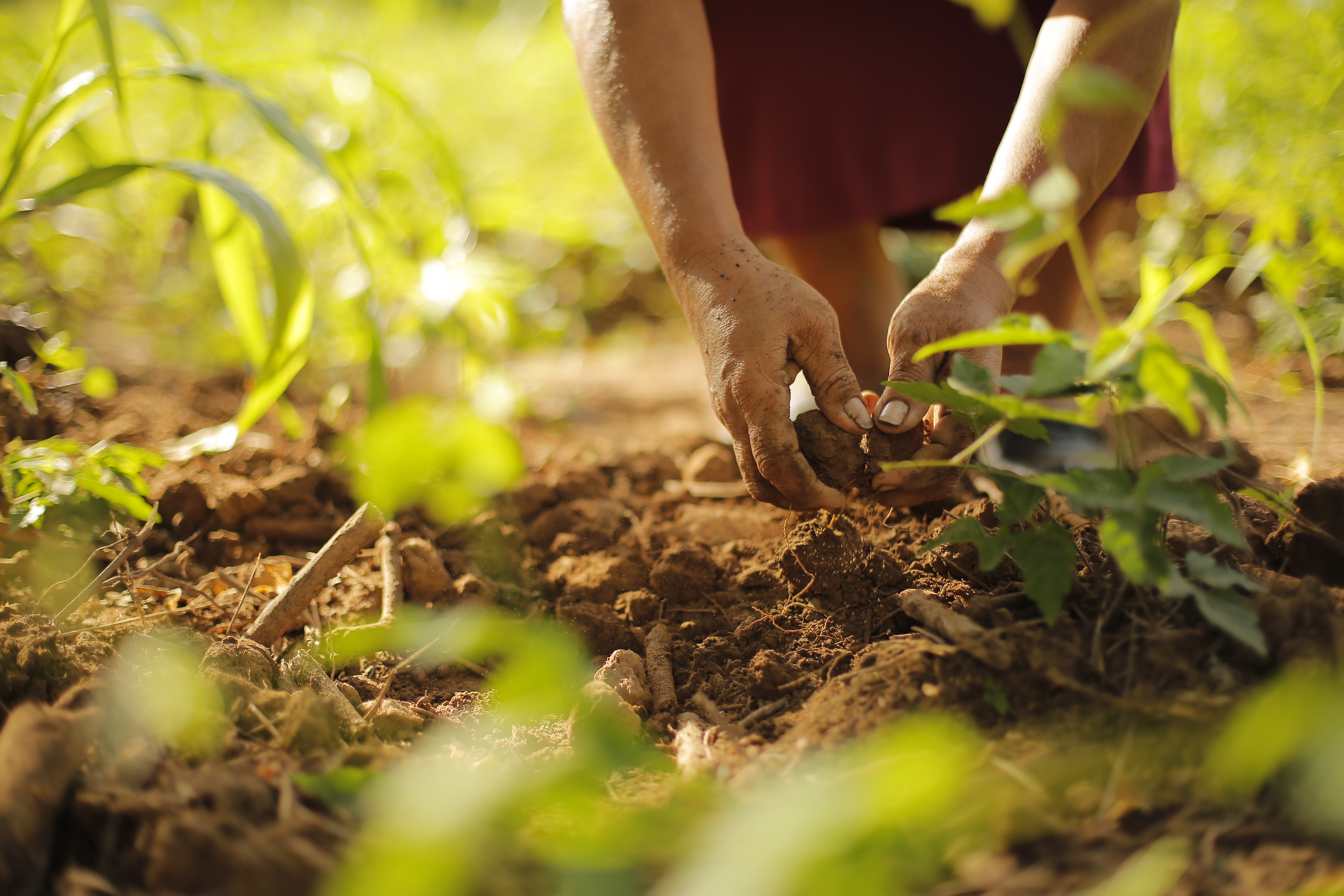 Alianza AGROSAVIA-FAO trabajará para reducir el hambre y la pobreza rural