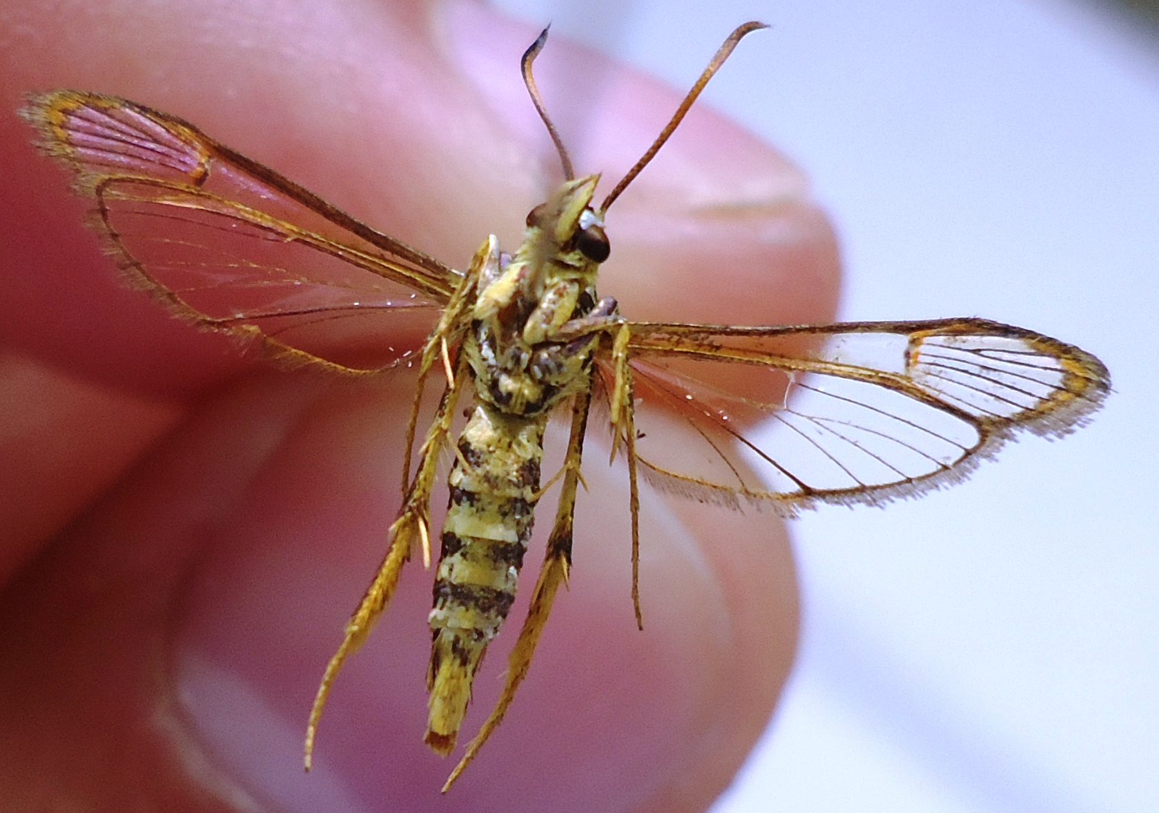 AGROSAVIA identifica y propone herramientas de manejo integrado de una plaga de la guayaba