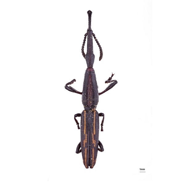 Brentidae