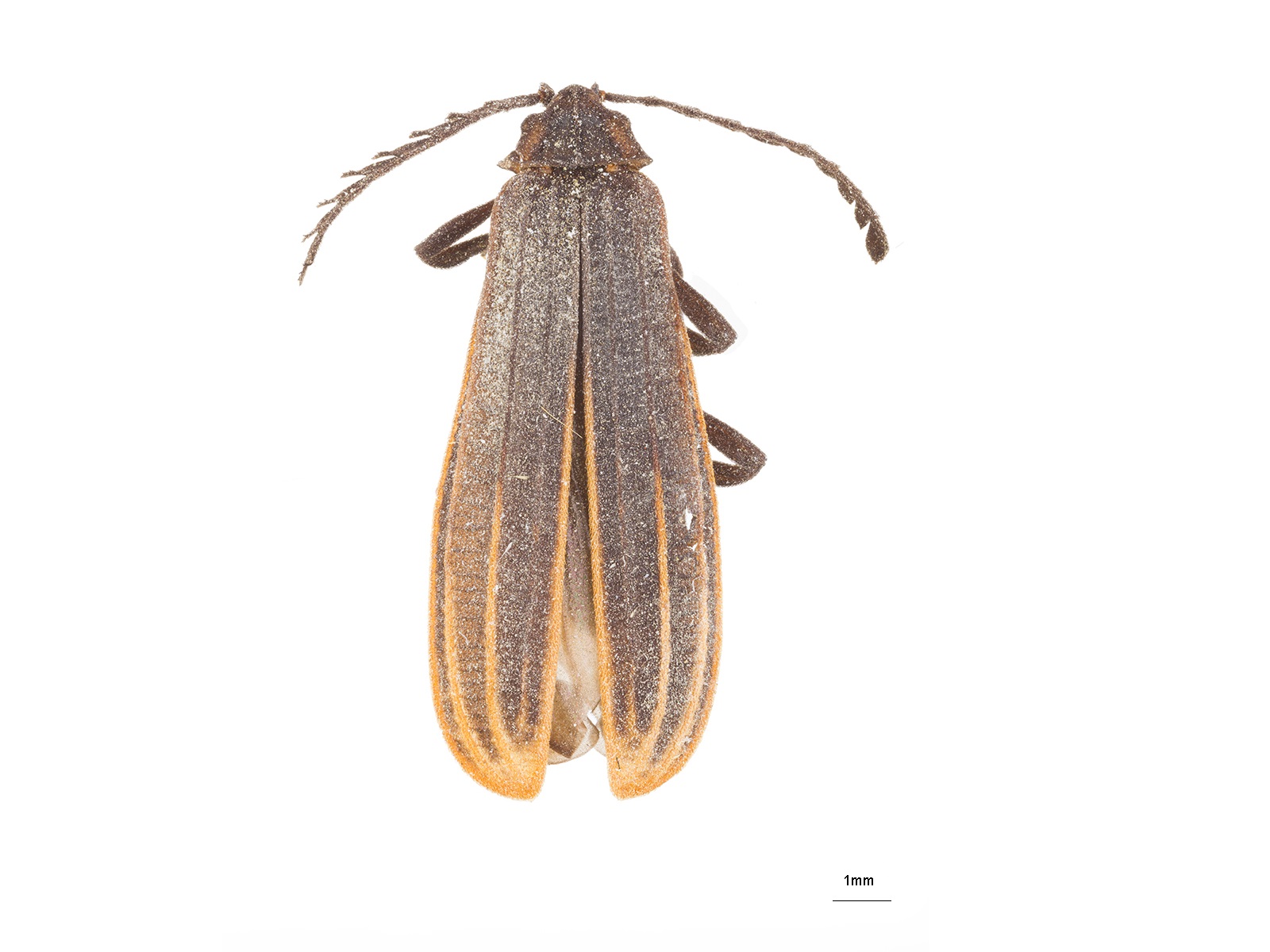 Falsocaenia sp. 