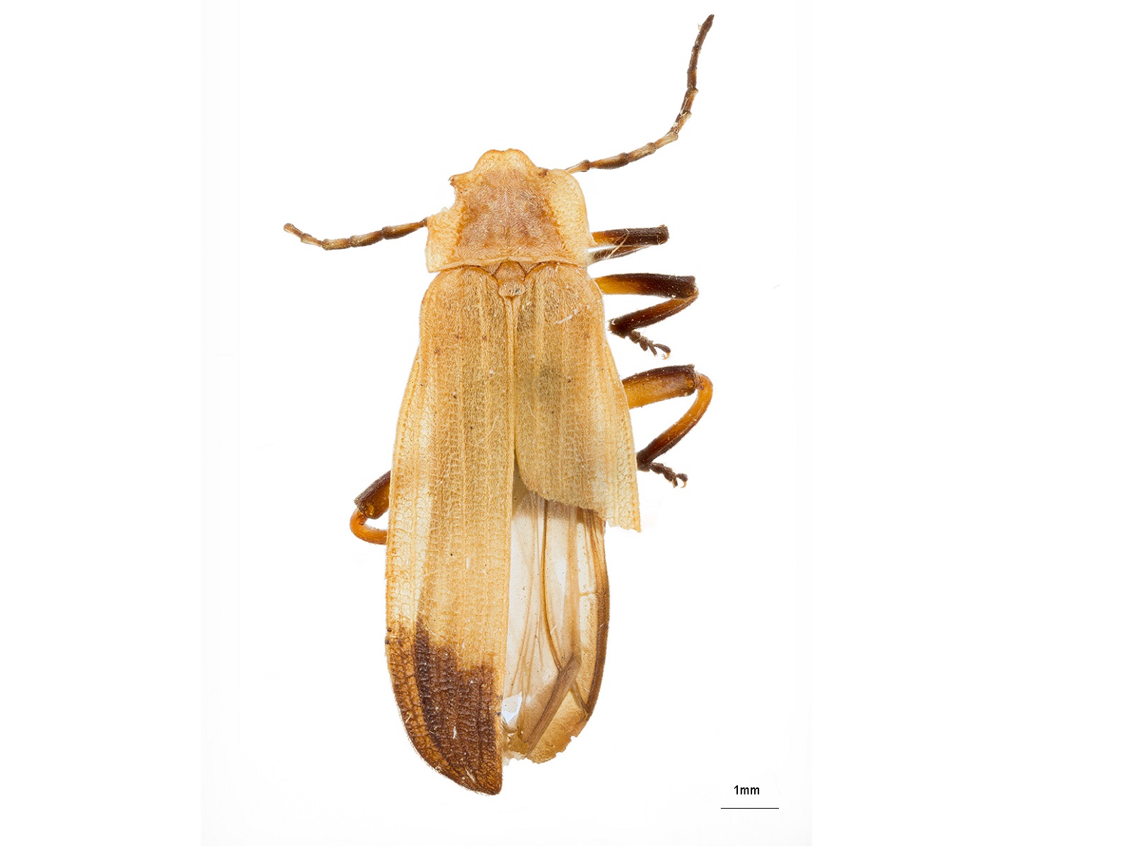 Lyconotus sp. 