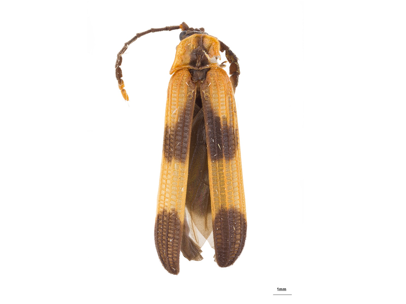 Metapteron spp. 