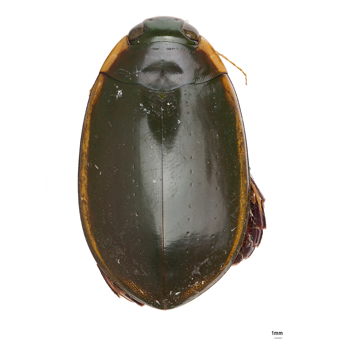 Dytiscidae