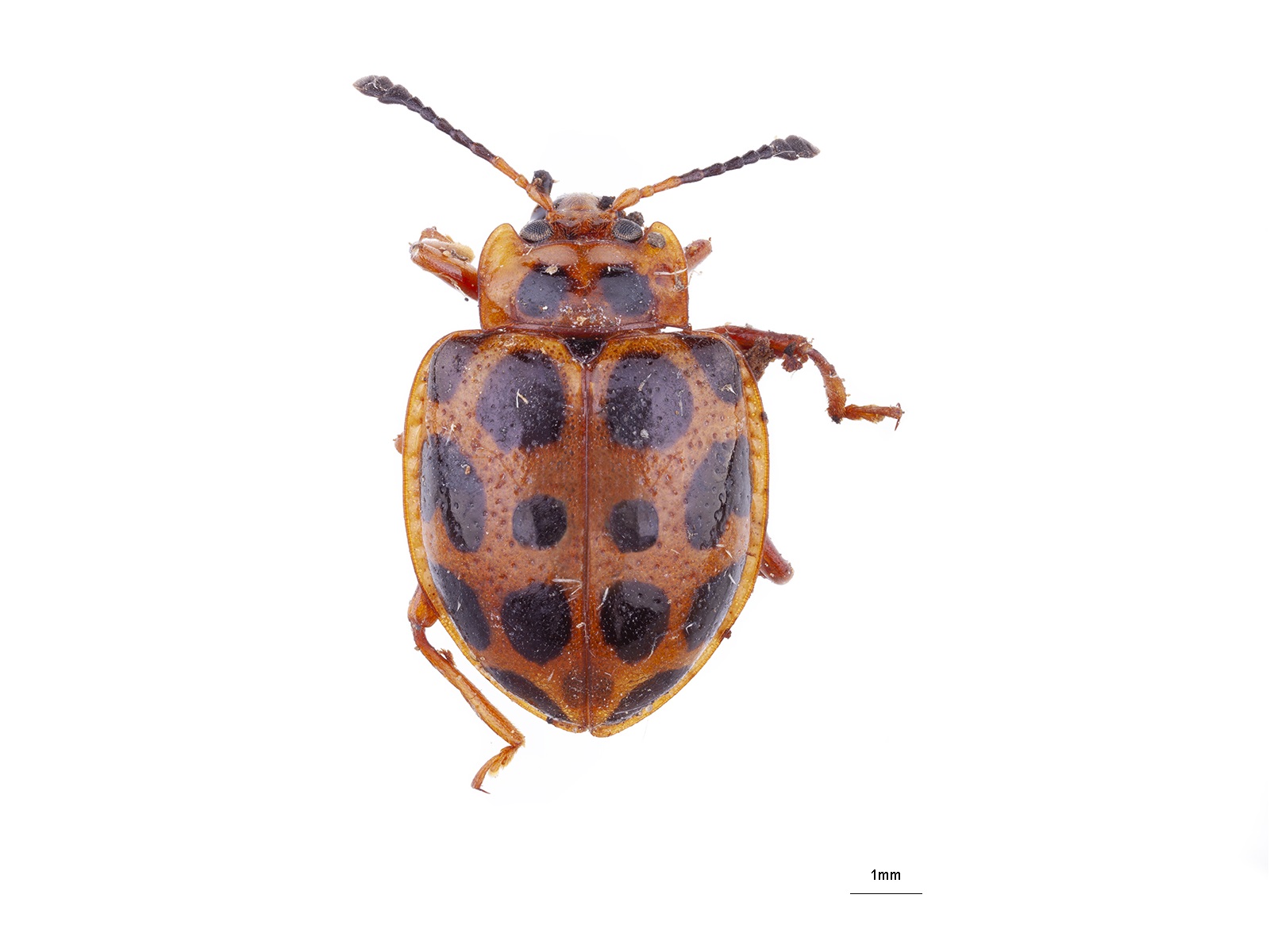 Corynomalus dentatus (Fabricius, 1801) 