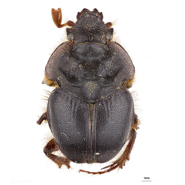 Geotrupidae