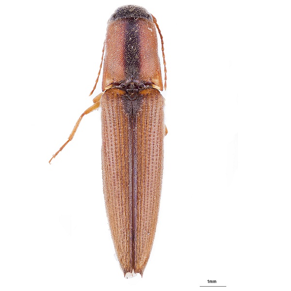 Elateridae