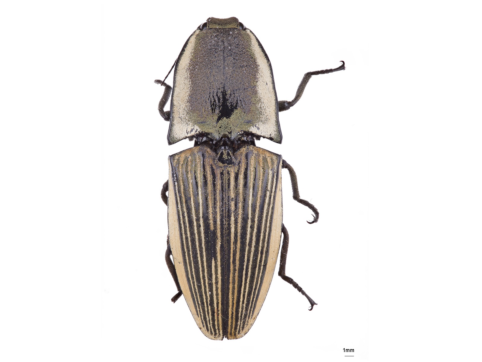 Chalcolepidius gossipiatus Guérin-Méneville, 1844