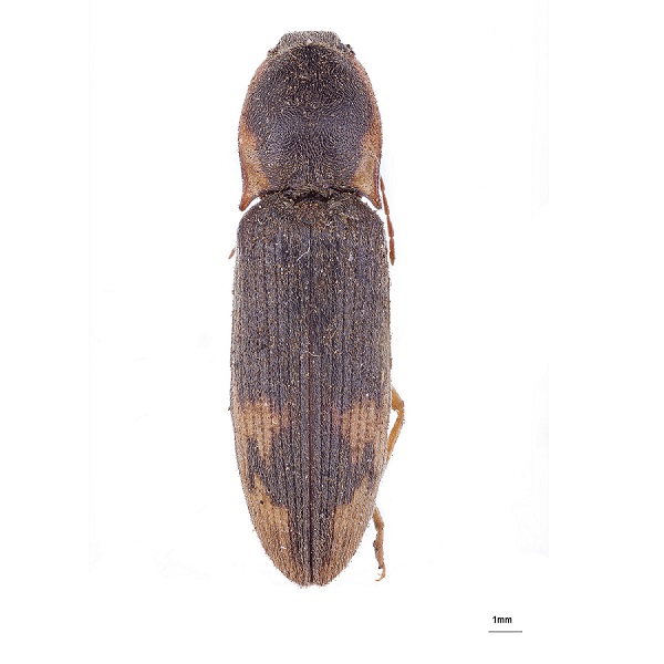 <p><em>Conoderus</em></p>