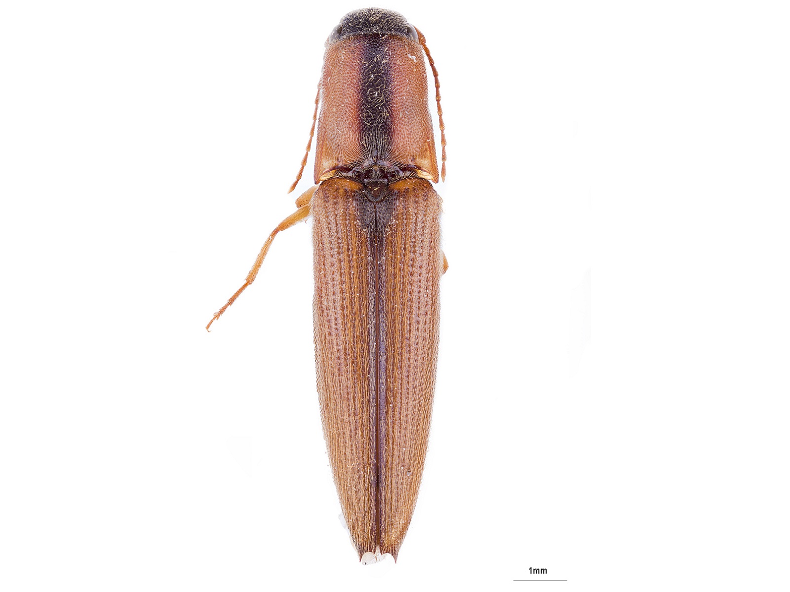 Pomachilius suturalis Candèze, 1860 