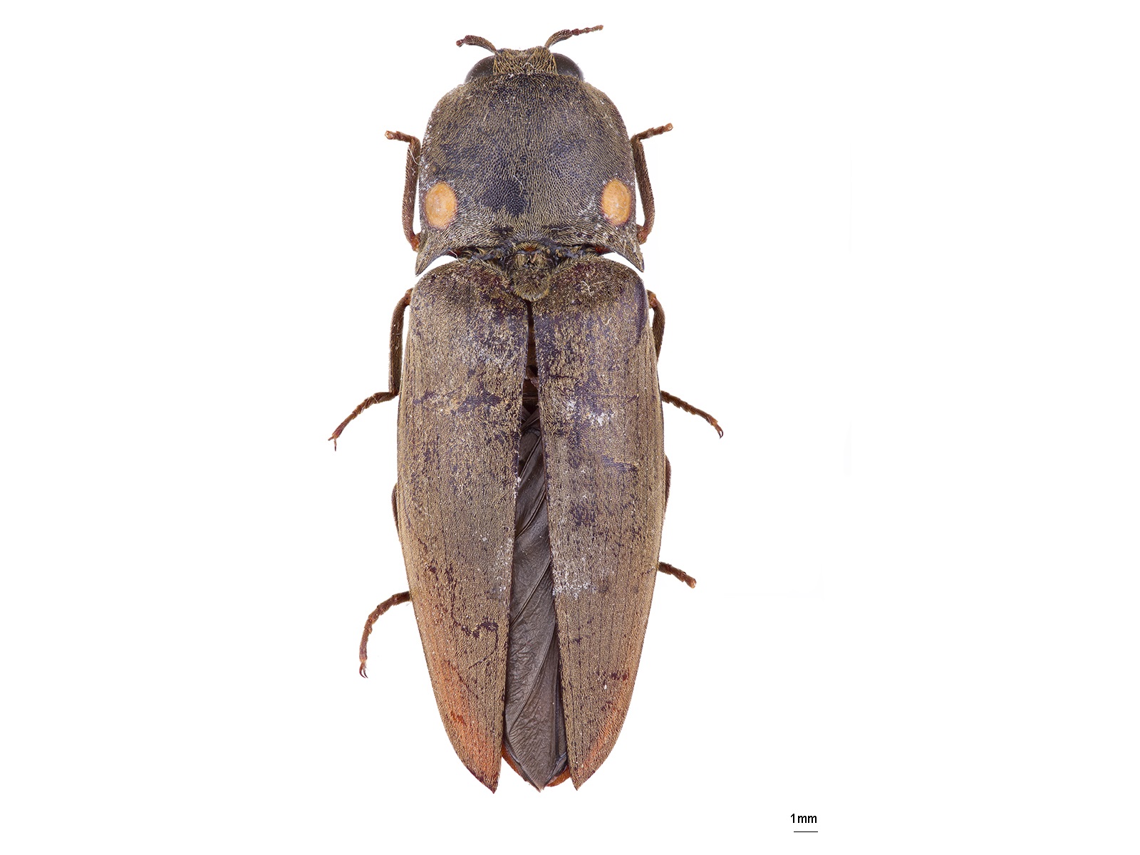 Pyrophorus noctilucus (Linnaeus, 1758)