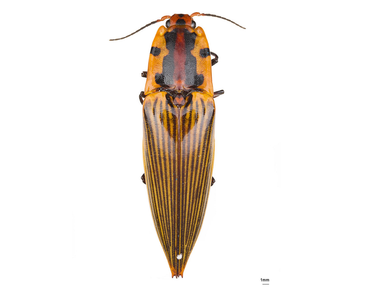 Semiotus imperialis (Guérin-Méneville, 1844) 