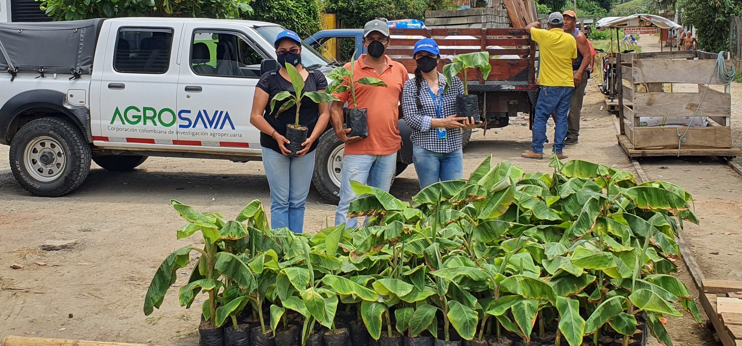 AGROSAVIA y el Plan Nacional Semilla ha entregado más de 4500 semillas  de plátano a productores del Eje Cafetero