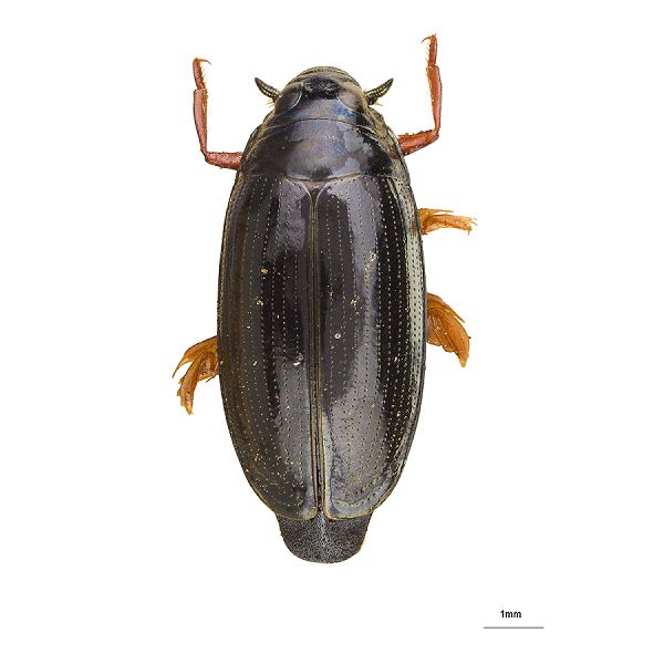 Gyrinidae