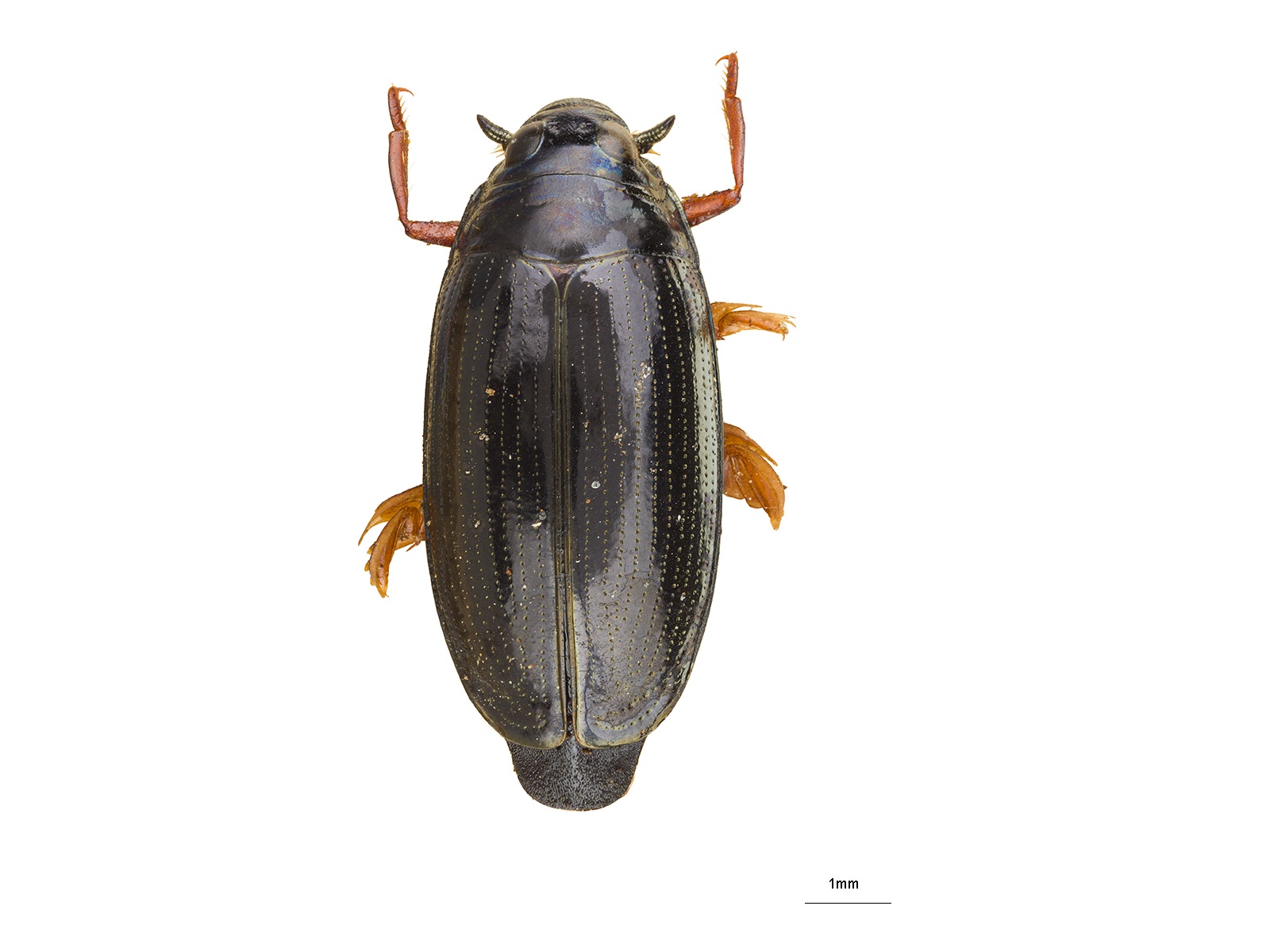 Gyrinus paykulli Ochs, 1927 