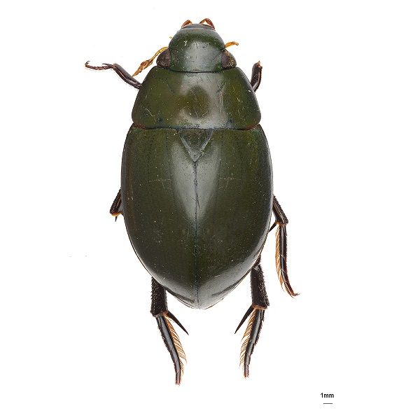 <p><em>Hydrophilus</em></p>