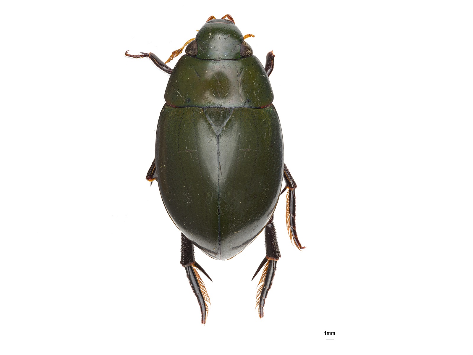 Hydrophilus smaragdinus Brullé, 1837