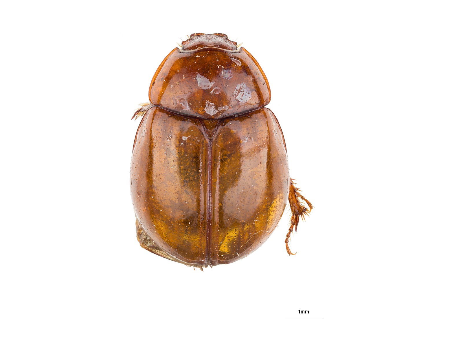 Coilodes castaneus Westwood, 1846