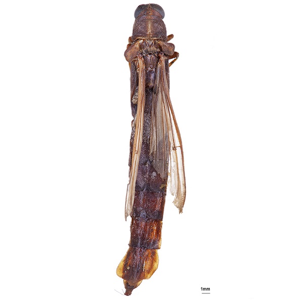 Lymexylidae