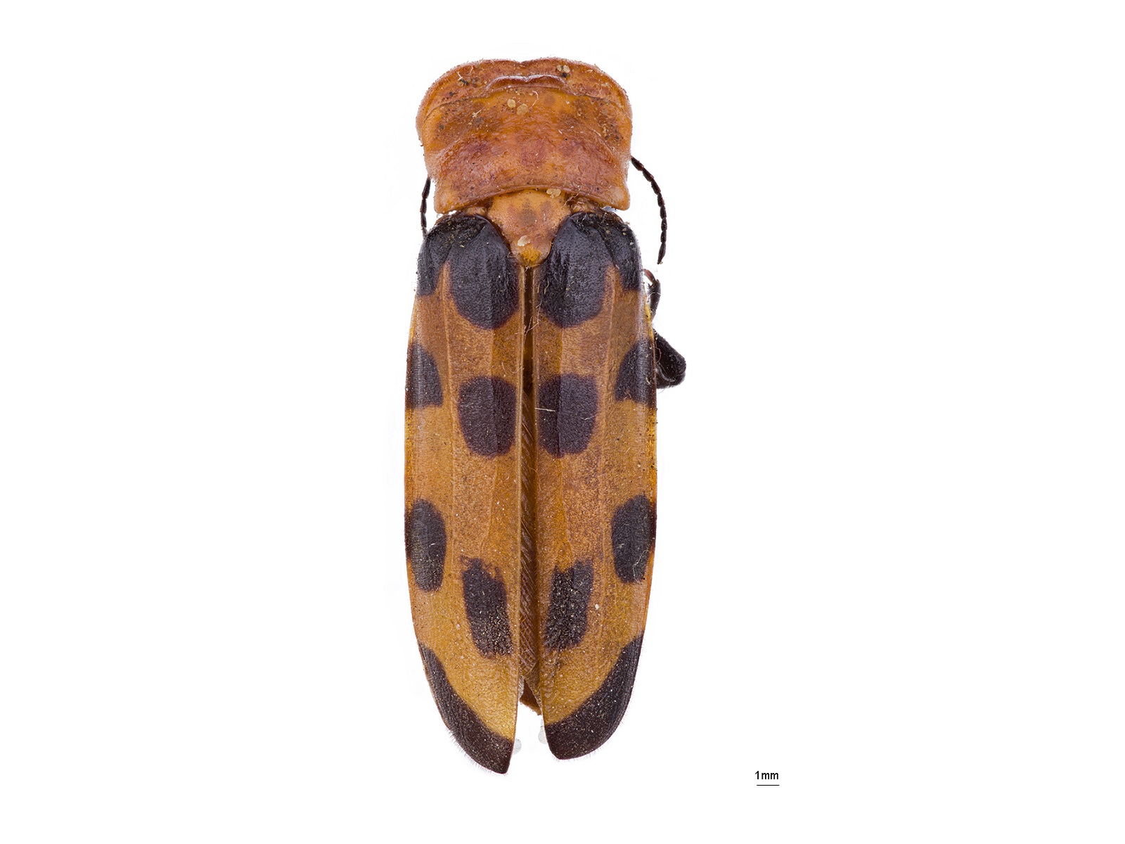 Cissites maculata (Swederus, 1787) 