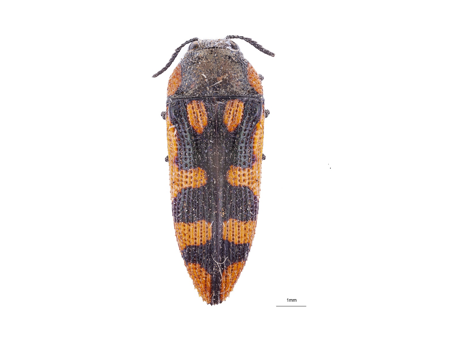 Acmaeodera xanthosticta Laporte & Gory, 1835 