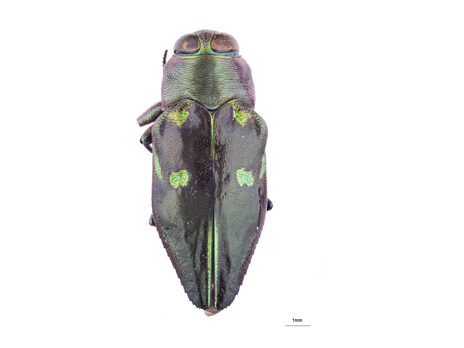 Chrysobothris cuprifrons Fisher, 1952